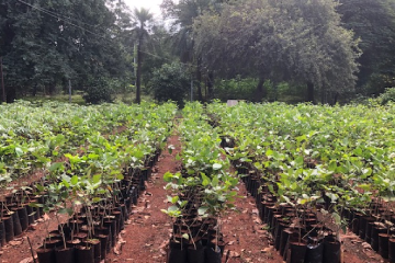 Nursery Development & Maintenance