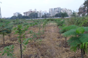 Plantation-Miyawaki Forest Plantation/Avenue Plantation/Multi-Layer Avenue Plantation