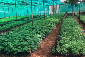 Bulk Plant &Grass Supply