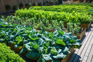 Balcony & Terrace Gardening Services